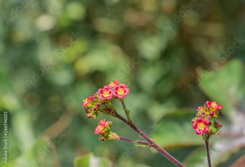Closeup little and small red flowers on the inflorescence of the Bellyache bush (Jatropha Gossypifolia) are blossoming with leaves on tree in the tropical forest