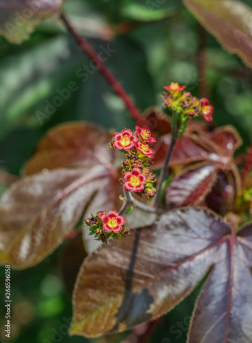 Closeup little and small red flowers on the inflorescence of the Bellyache bush (Jatropha Gossypifolia) are blossoming with leaves on tree in the tropical forest