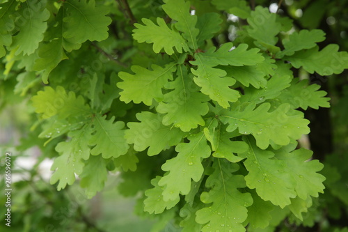 Young oak green leaves with raindrops background