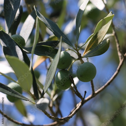 South of France, Occitania - Close up of olive fruits in an olive tree
