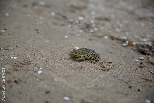 frog in the sand close up
