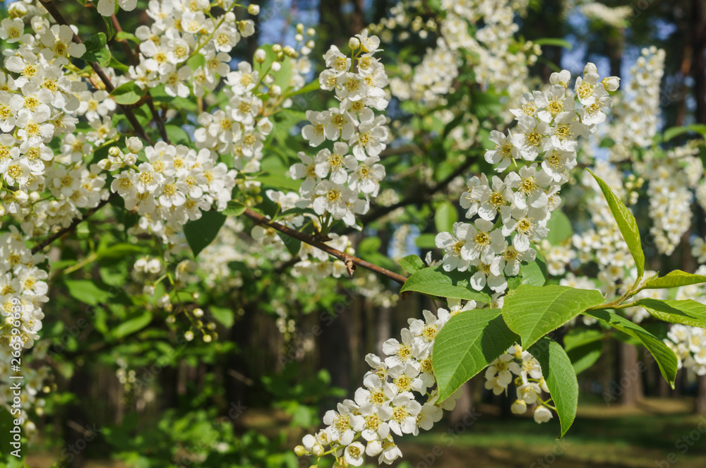 The snow-white flowers of the bird cherry against the background of spring greens. The snow-white flowers of the bird cherry against the background of spring greens.