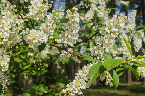 The snow-white flowers of the bird cherry against the background of spring greens.