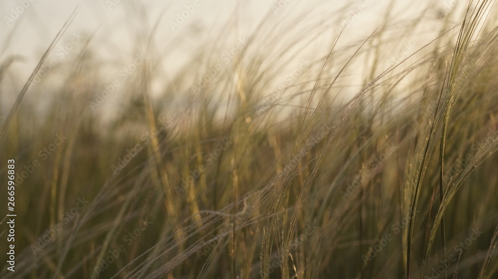 Stipa Stipa
