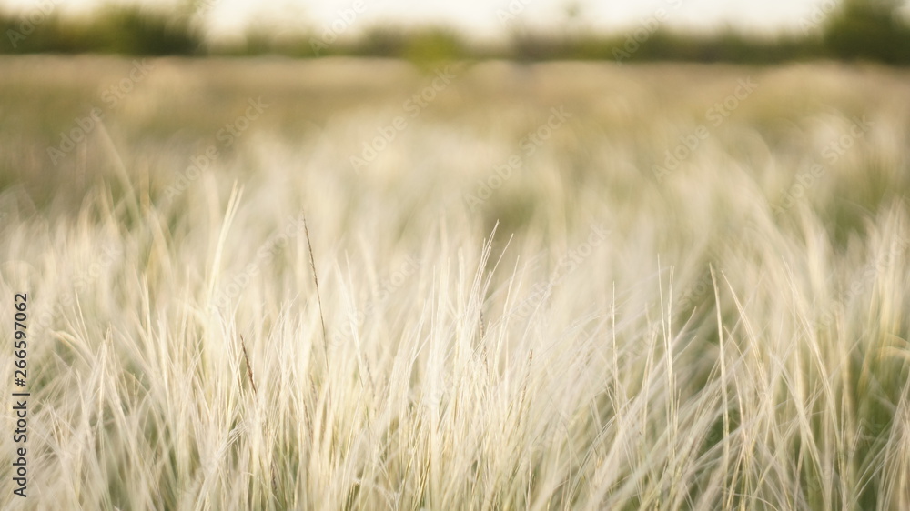 Fototapeta premium Stipa