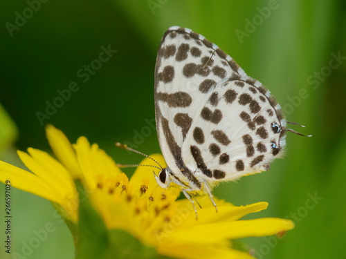 Close up Castalius rosimon (common pierrot) butterfly feeding on pollen flower with green nature blurred background. © Yuttana Joe