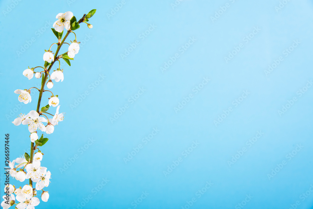 Beautiful delicate spring twigs with white flowers on a blue background. View from above. The flat lay with space for text. Card with delicate flowers Pink floral background Beautiful delicate spring twigs with white flowers on a blue background. View from above. The flat lay with space for text. Card with delicate flowers Pink floral background