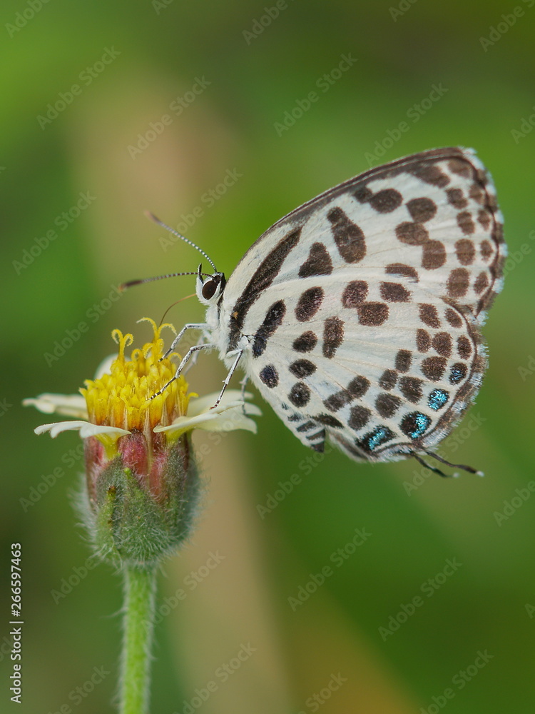 Fototapeta premium Close up Castalius rosimon (common pierrot) butterfly feeding on pollen flower with green nature blurred background.