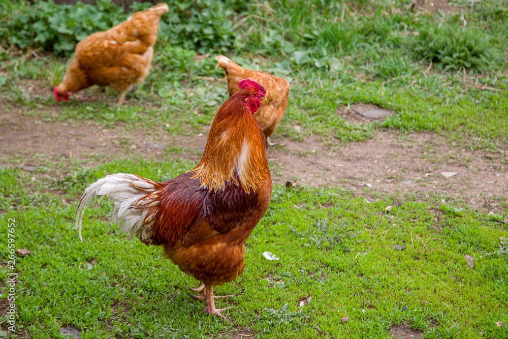 Fototapeta premium brown hens walking on the grass