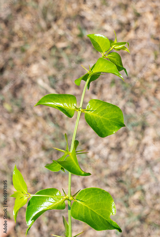 Fresh green leaves with the sharp thorns on the branch of Azima Sarmentosa Benth growing in the tropical meadow of Thailand Fresh green leaves with the sharp thorns on the branch of Azima Sarmentosa Benth growing in the tropical meadow of Thailand