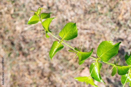 Fresh green leaves with the sharp thorns on the branch of Azima Sarmentosa Benth growing in the tropical meadow of Thailand