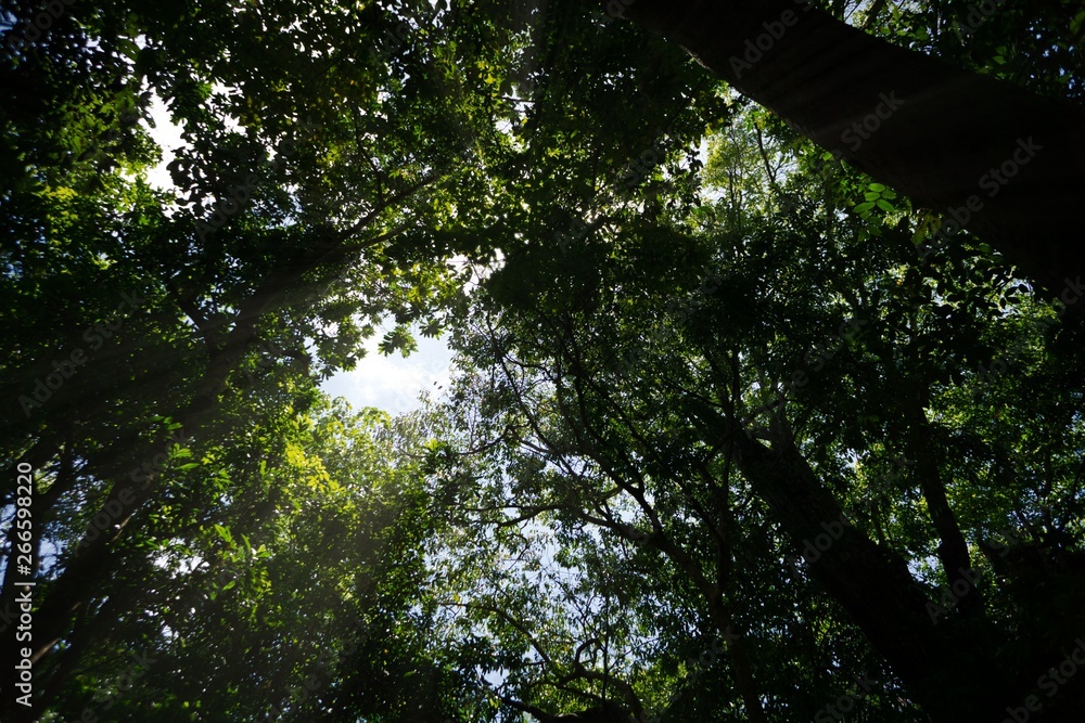 Fototapeta premium selva amazona brasil