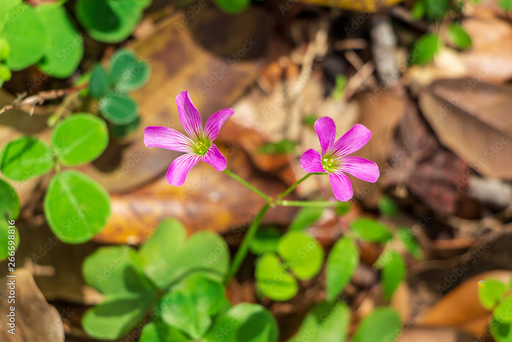 Large-flowered pink-sorrel (Oxalis debilis) - Pine Island Ridge Natural Area, Davie, Florida, USA Large-flowered pink-sorrel (Oxalis debilis) - Pine Island Ridge Natural Area, Davie, Florida, USA