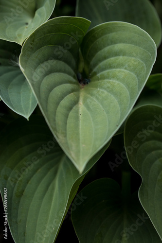 Hosta