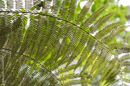 Fern to the light.