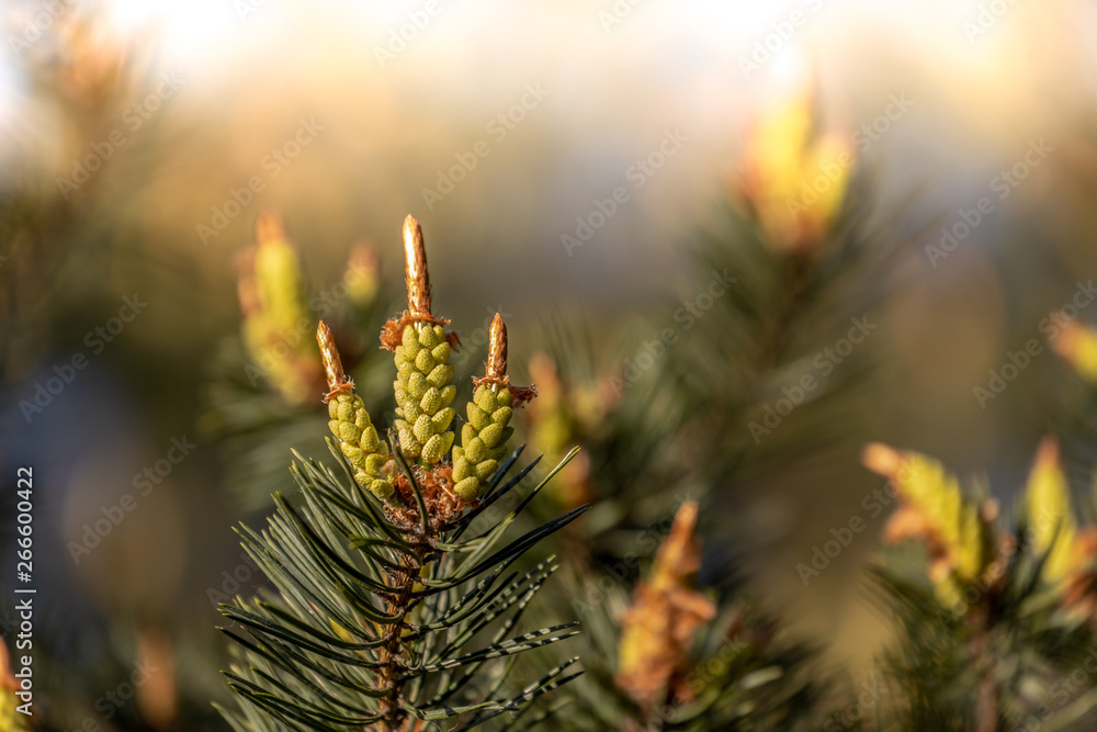Pine flower. Pine flower.