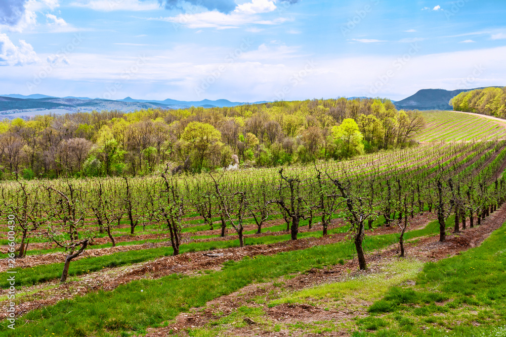 Naklejka premium In the highlands, on the mountainside, fruit trees, Apple orchard