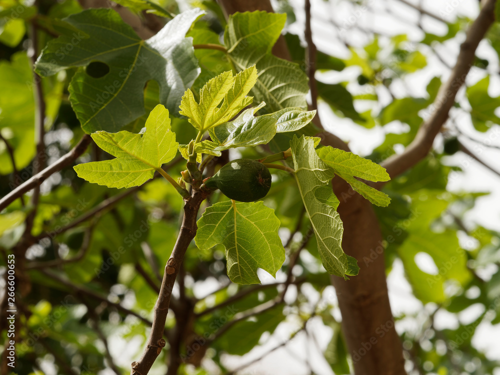 Ficus carica Figuier comestible ou figuier commun aux grandes feuilles palmées et velues, au