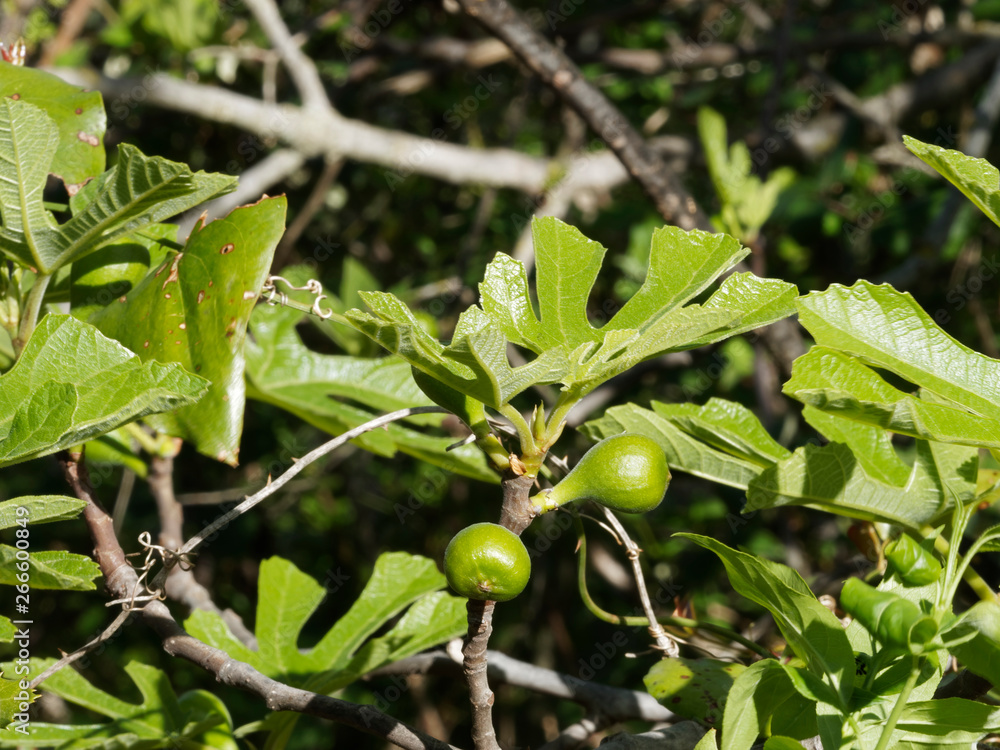 Ficus carica Figuier comestible ou figuier commun aux grandes feuilles palmées et velues, au
