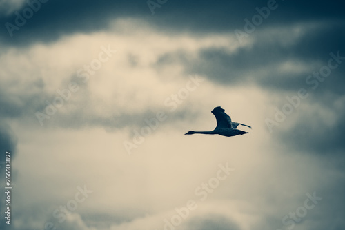 Blue swooper swan flying in the sky photo