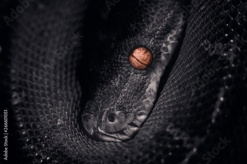 python art photo. Portrait of a python. Python head