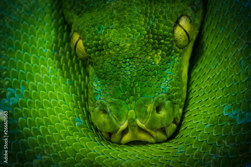 python art photo 