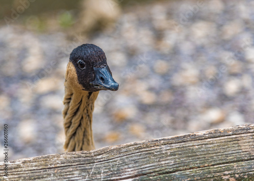 Hawaiian Goose, head shot, facing right. Copy space.