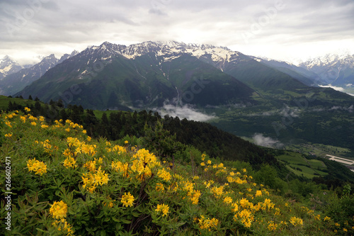 View of the mountain valley with yellow flowers against the background of snow-capped peaks near the village of Mestia in the Upper Svaneti region, Georgia.