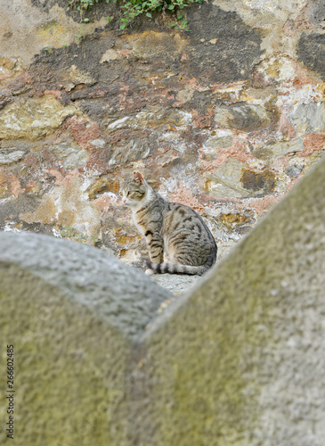 cat on rock © aykutkarahan