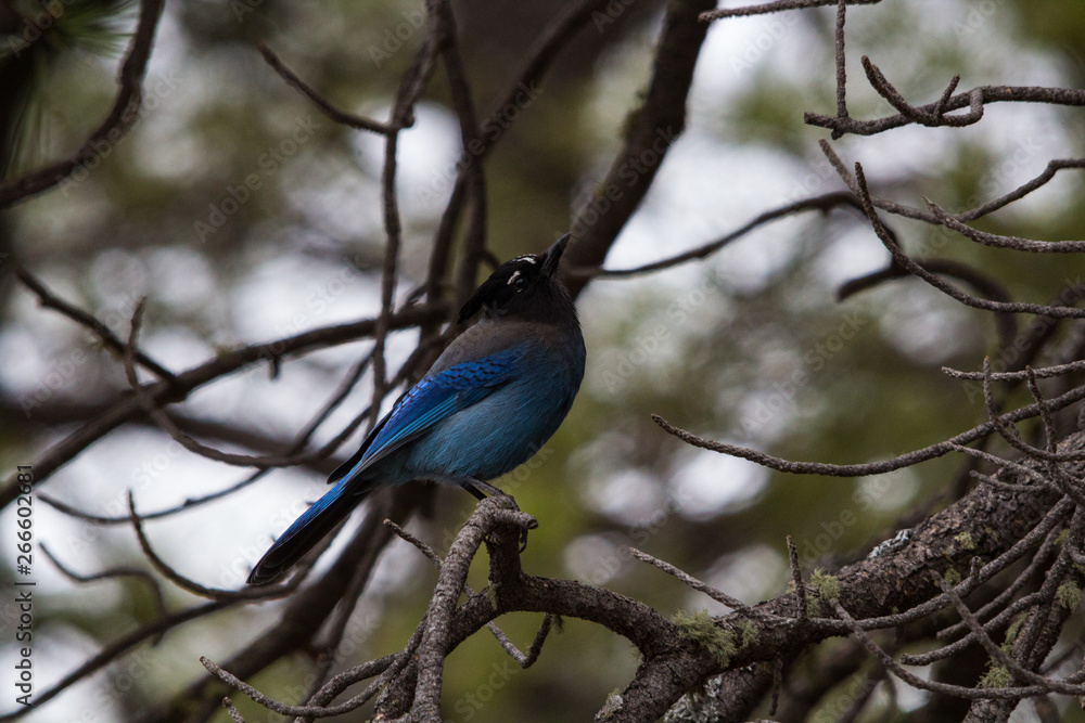 Obraz premium Blue Jay in Pine