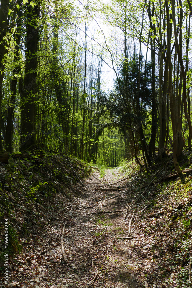 Weg im Wald, der scheinbar ins unendliche führt, im Frühjahr Weg im Wald, der scheinbar ins unendliche führt, im Frühjahr