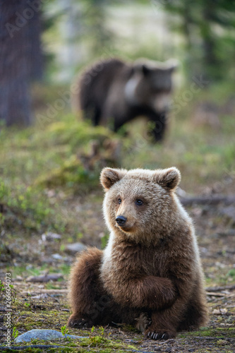 Wallpaper Mural Cub of Brown Bear in the  summer forest. Natural habitat. Scientific name: Ursus arctos. Torontodigital.ca