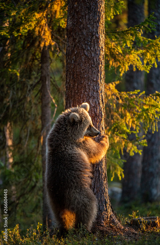 Cub of Brown bear standing on his hind legs. Scientific name: Ursus Arctos Arctos. Summer forest in sunset light. © Uryadnikov Sergey