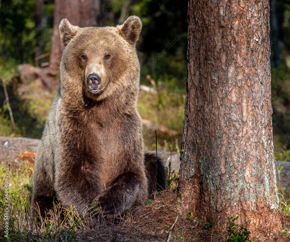 Fototapeta premium Brown bear in summer forest at sunset light. Scientific name: Ursus Arctos.