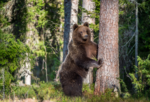 Brown bear standing on his hind legs in the summer forest. Natural Habitat. Brown bear, scientific name: Ursus arctos.