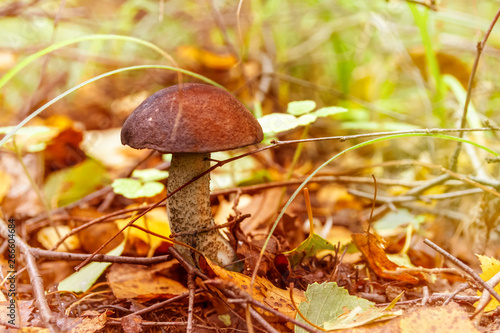 Mushroom growing in the forest in natural conditions, close-up