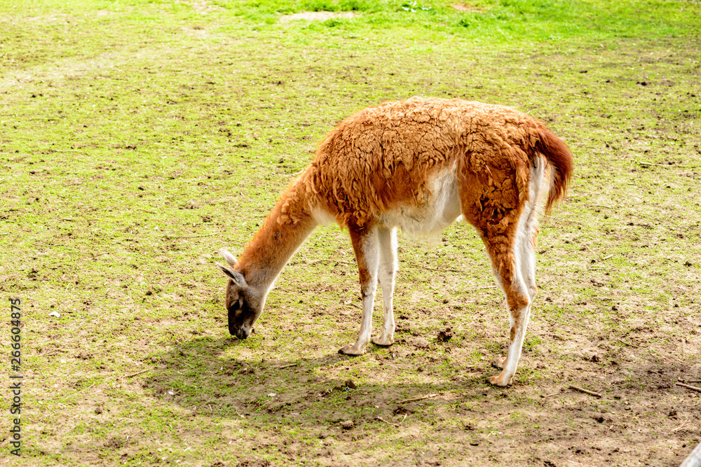 Wild animals walking in the spring sun. Wild animals walking in the spring sun.