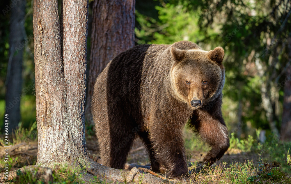 Brown bear in summer forest at sunset light. Scientific name: Ursus Arctos. Brown bear in summer forest at sunset light. Scientific name: Ursus Arctos.