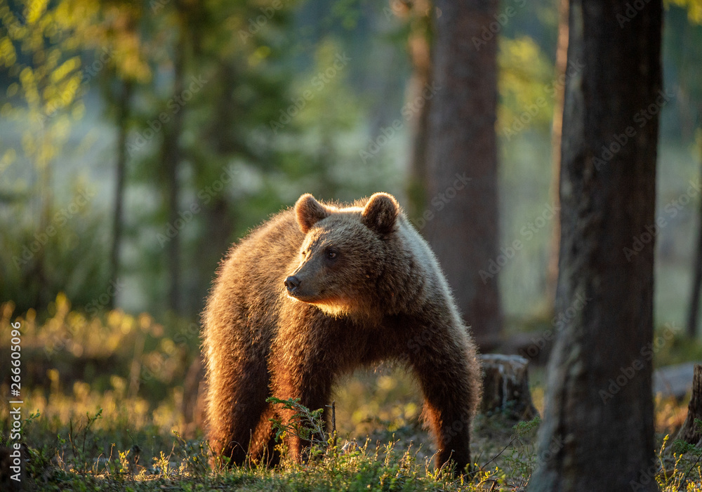 Fototapeta premium Brown bear in summer forest at sunset light. Scientific name: Ursus Arctos.
