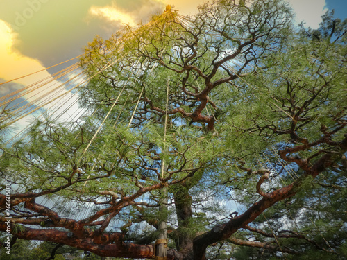 Beautiful large bonsai pine tree in Garden, Kanazawa, Japan.