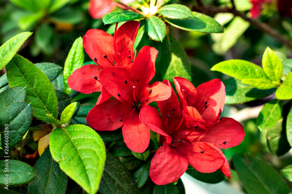 red flower of Indian azalea in the garden