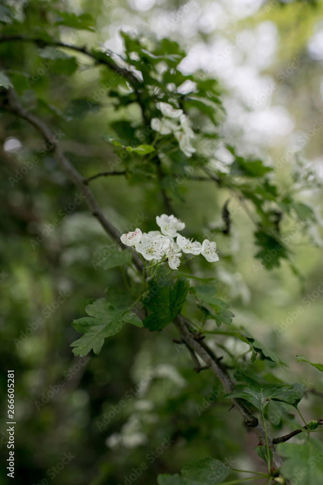Hawthorn or Whitethorn Flowers Hawthorn or Whitethorn Flowers