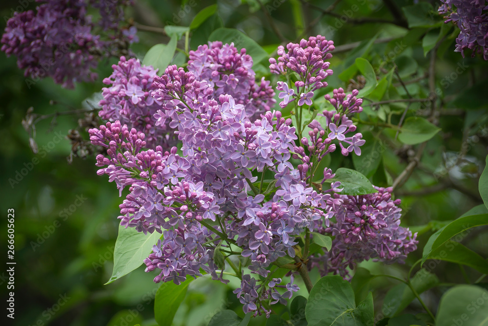 Blossoming branch of violet lilac flower. Spring nature floral background Blossoming branch of violet lilac flower. Spring nature floral background
