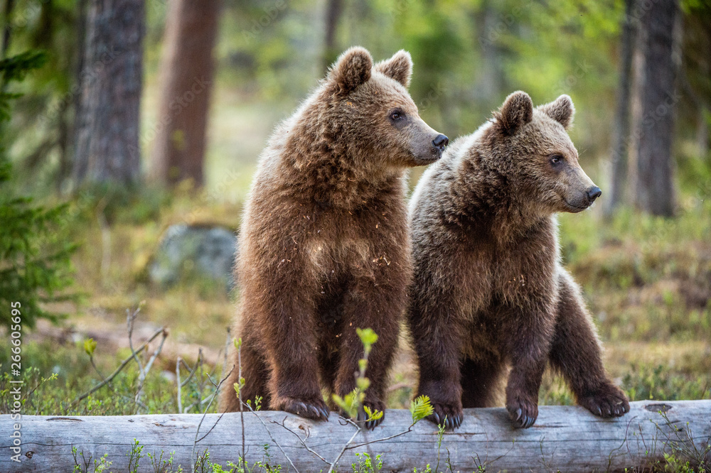 Cubs of Brown Bear in the summer forest. Natural habitat. Scientific name: Ursus arctos. Cubs of Brown Bear in the summer forest. Natural habitat. Scientific name: Ursus arctos.