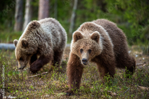 Cubs of Brown Bear in the summer forest. Natural habitat. Scientific name: Ursus arctos.