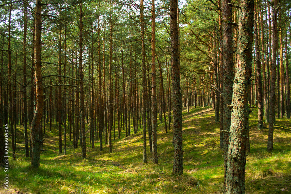Pine forest at the Russian National Park Curonian Spit Pine forest at the Russian National Park Curonian Spit