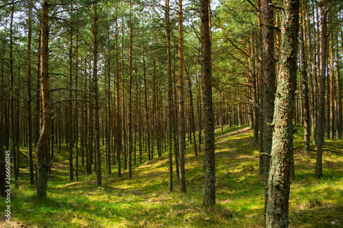 Pine forest at the Russian National Park Curonian Spit