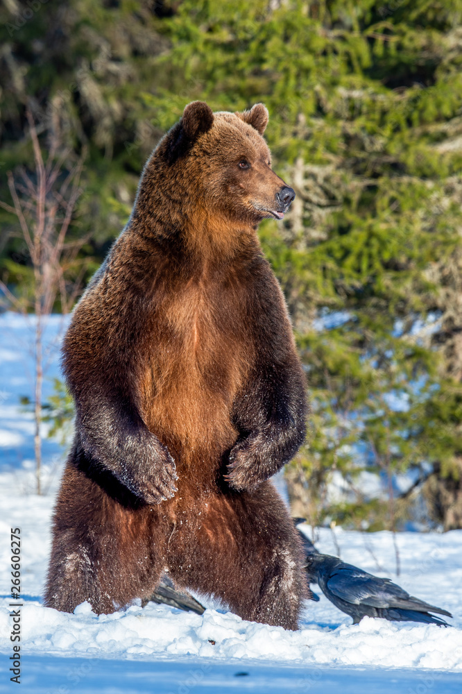 Obraz premium Brown bear standing on his hind legs on the snow in the winter forest. Scientific name: Ursus arctos. Natural habitat.