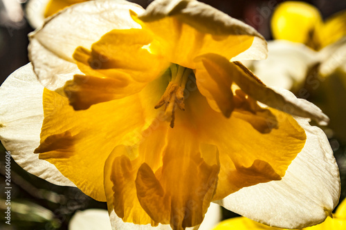 A closeup of a daffodil with white and yellow petals and stamens. photo