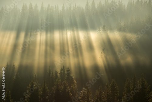 Amazing light rays above the forest.